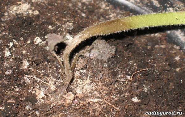 Фитоспорин