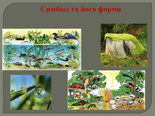 Бактерии азотфиксирующие