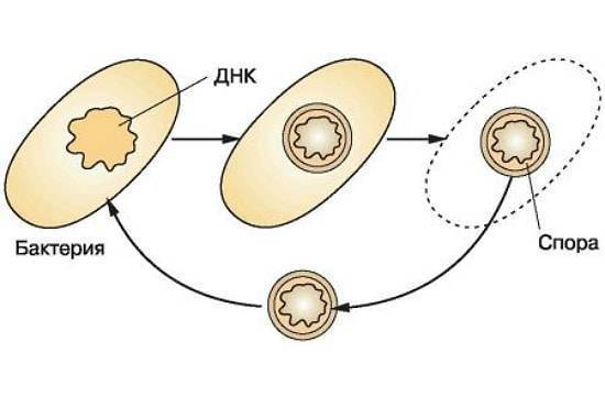 Строение бактерий