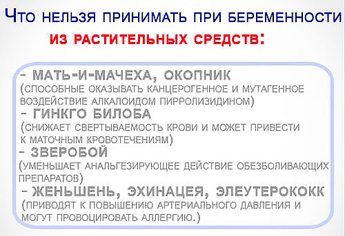 Какие травы можно и нельзя пить при беременности?