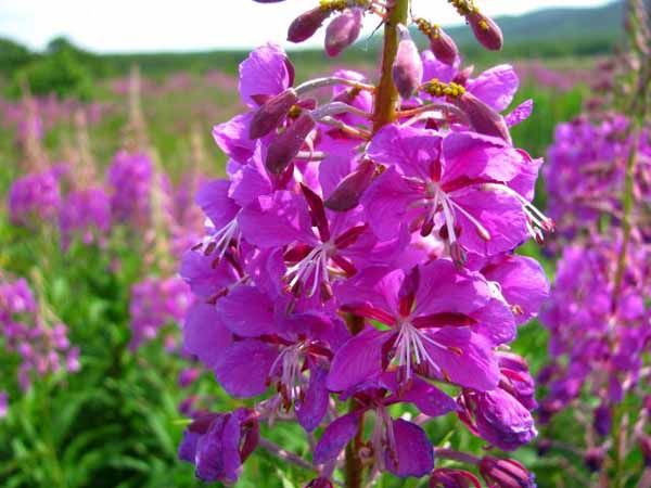 Травки-муравки в «пузатом» периоде или применение фитотерапии во время беременности