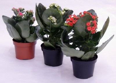 Приготовление соков и отваров из каланхоэ при насморке