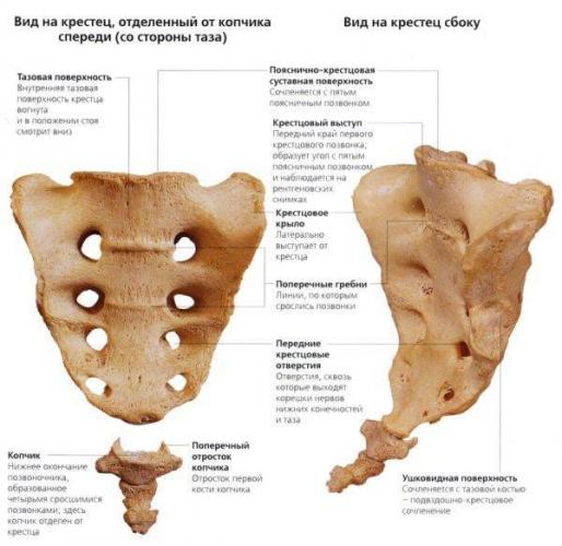 Ортопедический пояс для спины при болях в пояснице, виды медицинских корректоров