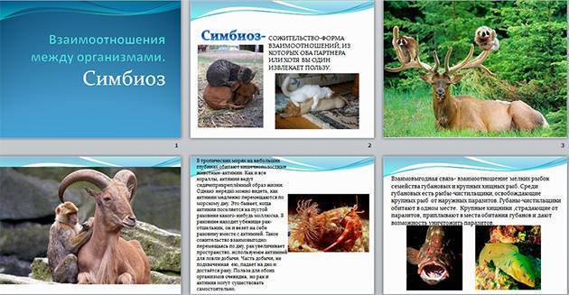 Бактерии и их значение в жизни растений