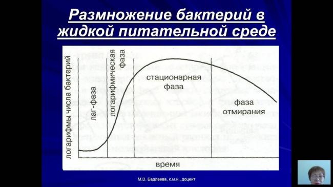 Бактерии. строение бактериальной клетки. формы. фото