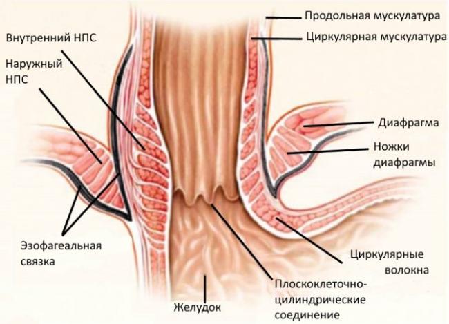 Недостаточность кардии желудка симптомы и лечение