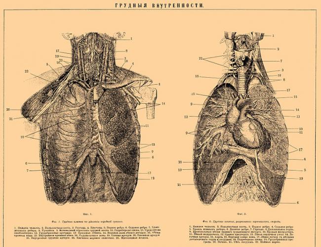 Причины и лечение деформации грудной клетки у детей