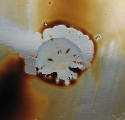 Размножаются бактерии путем деления и делают это очень быстро