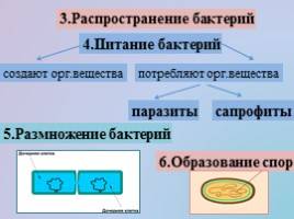Внутриклеточные паразиты: вирусы, микробы и бактерии