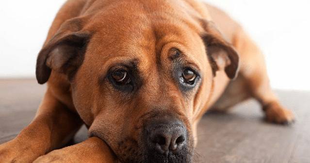 Инструкция по применению и аналоги пропалина для собак