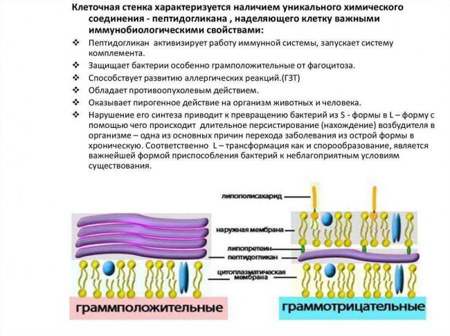 Все о цитоплазме клетки: химический состав, физическая структура и строение, основные функции