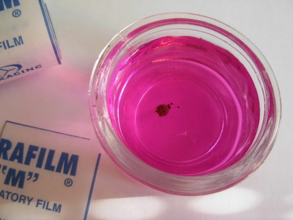 Отравление изониазидом у собак: скорая помощь