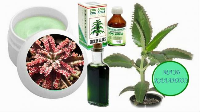 Каланхоэ при насморке