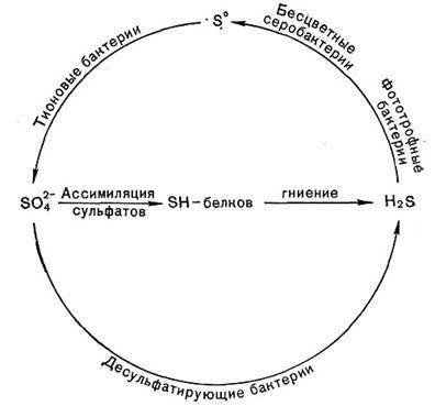 Круговорот азота в природе