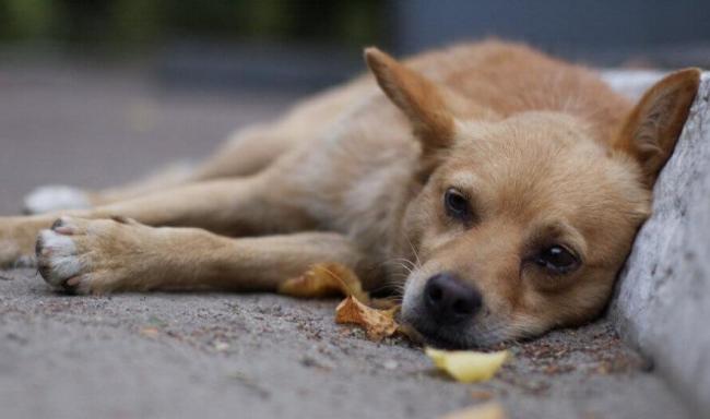 Отравление бродячих и домашних питомцев изониазидом