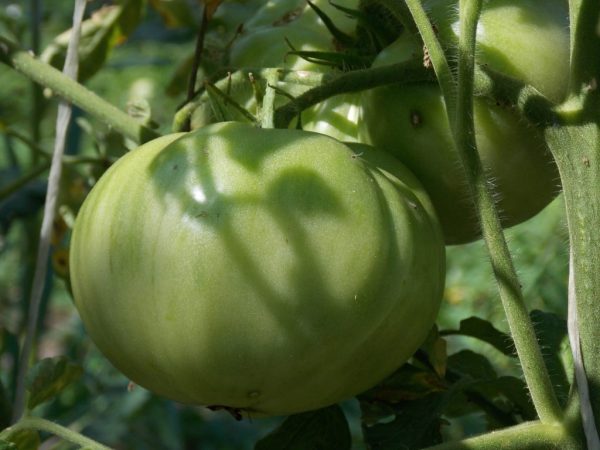 Фитоспорин: как применять и для чего