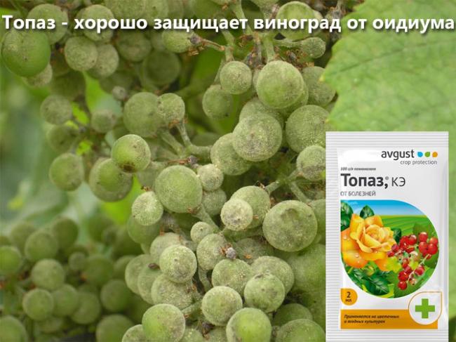 «топаз»: характеристики и описание фунгицида
