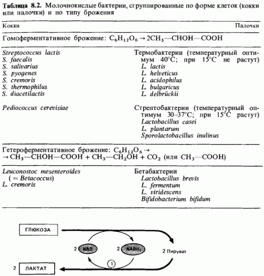 Бактерии и вещества в продуктах питания: полезные и не очень