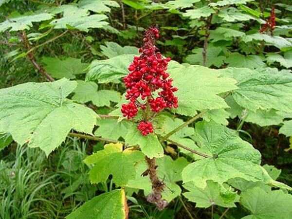 Ландыша гликозид инструкция по применению, отзывы и цена в россии