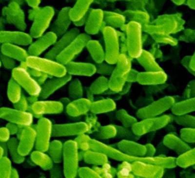 Группа молочнокислых бактерий: их физиолого-биохимические особенности, практическое значение, характеристика патогенных представителей молочнокислых бактерий