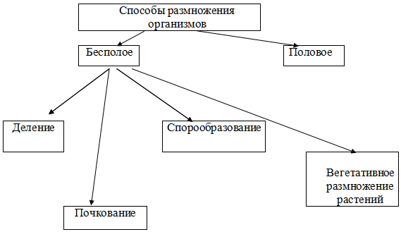 В чем заключается особенность роста и размножения бактериальных клеток