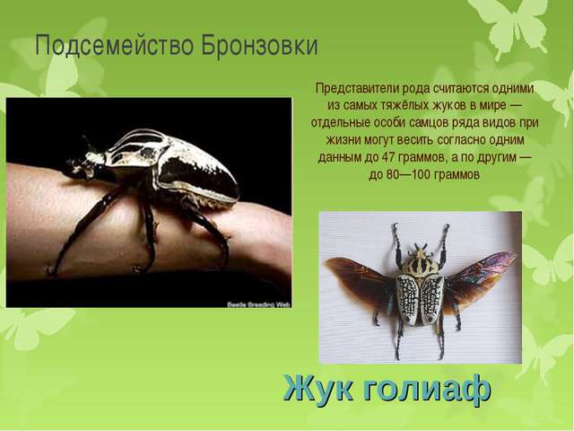 Бактерии и их значение в жизни растений