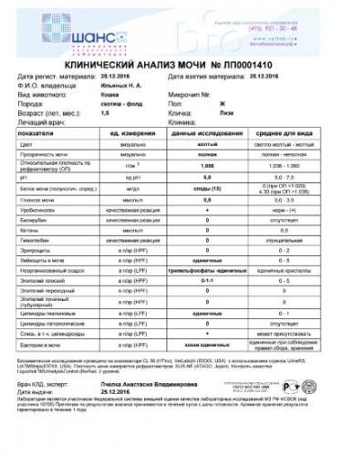 Как бактерии попадают в анализ мочи и чем опасна бактериурия