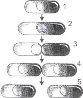 Стройное тело – залог успеха! доказано основными формами прогрессивных бактерий