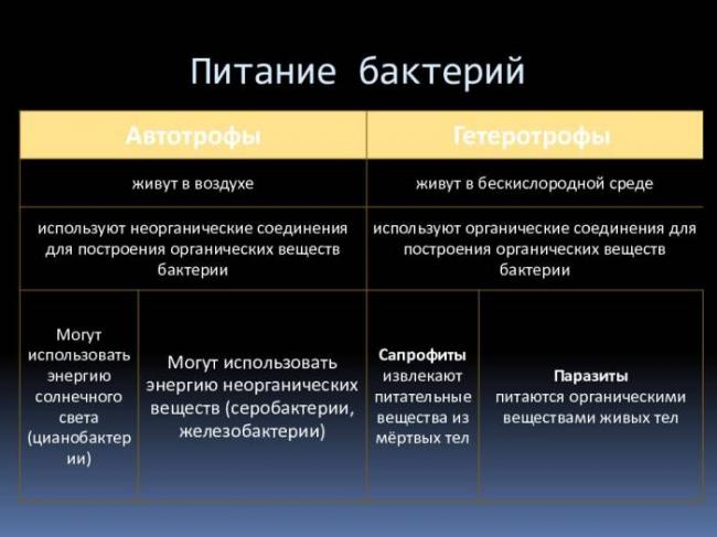 Бактерии, вызывающие развитие инфекционных заболеваний