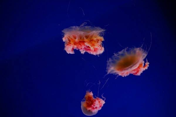 Мокрота с кровью при кашле