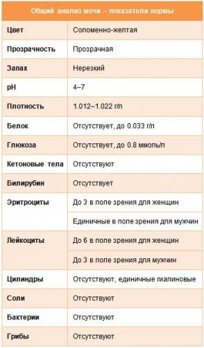 Бактерии в общем анализе мочи
