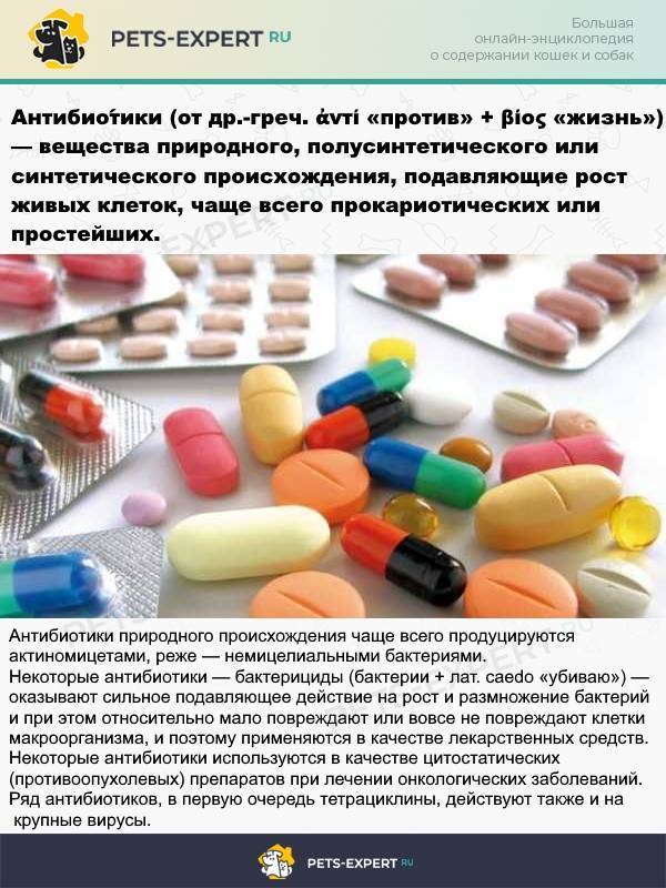 Цефазолин для кошек способ применения, разведение и дозировка