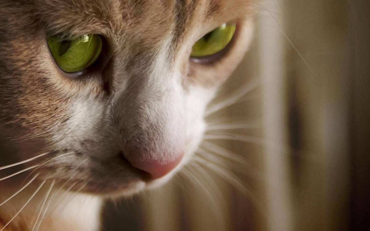 Паразиты человекаПиперазин инструкция по применению для животных собак