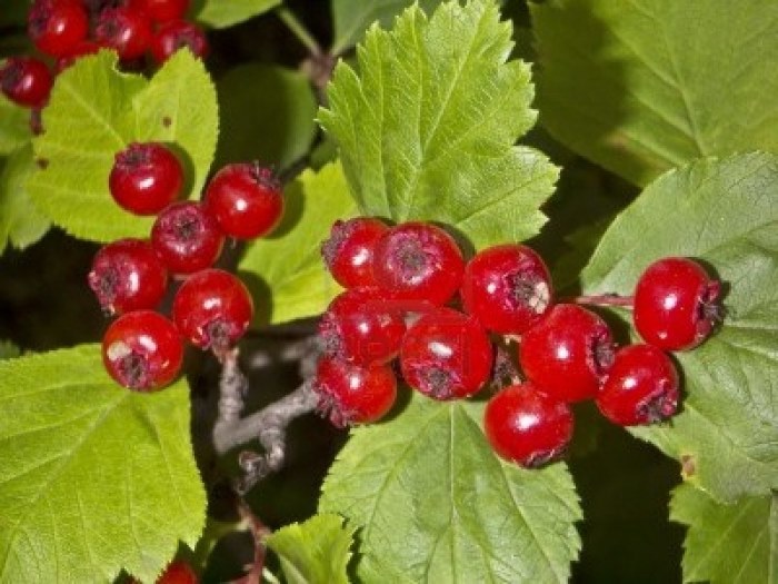 Состав и инструкция по применению капель морозова - дозировка и противопоказания, аналоги и цена