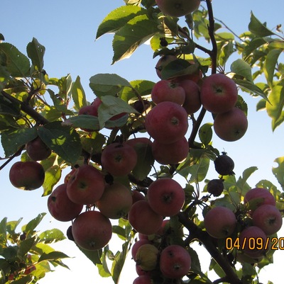 Таллинская диета на 6 дней отзывы