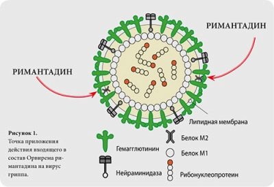 Орвирем - инструкция по применению