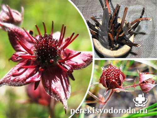 Бальзам 911 сабельник для тела и суставов – инструкция по применению, отзывы