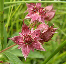 Сабельник мазь для суставов. инструкция по применению, где купить, показания, цена