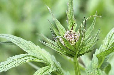 Состав и инструкция по применению капель морозова - дозировка и противопоказания, аналоги и цена