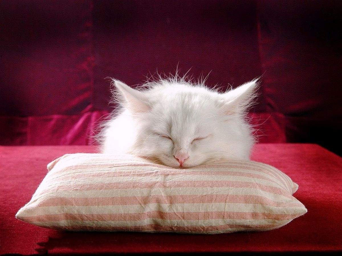 Паразиты человекаПиперазин инструкция по применению для животных собак