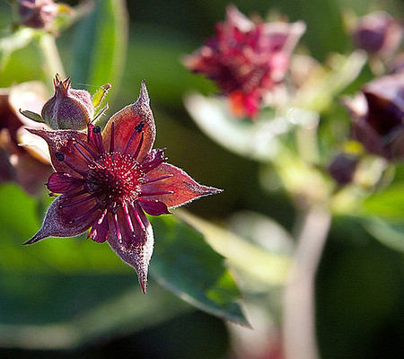 Как применять гель-бальзам сабельник 911