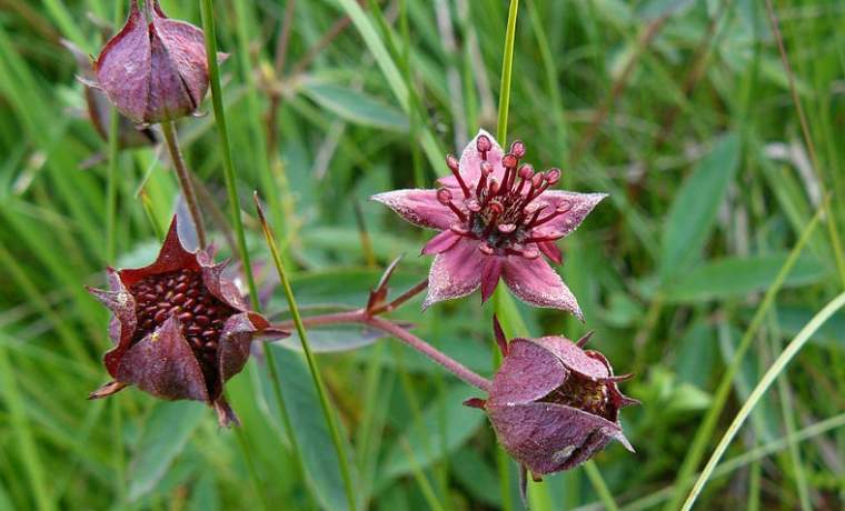 911 сабельник для суставов